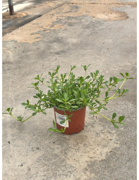 LIPPIA REPENS T11CM