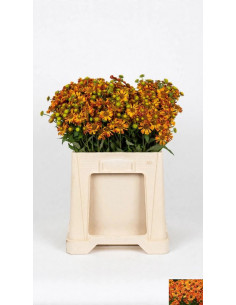 HELENIUM VERMELL MARRO PPTIJA POMX10