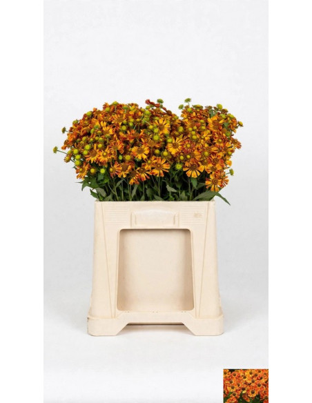 HELENIUM VERMELL MARRO PPTIJA POMX10
