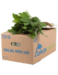 SALAL EXTRA POM 50CM