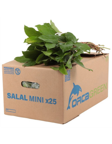 SALAL EXTRA POM 50CM