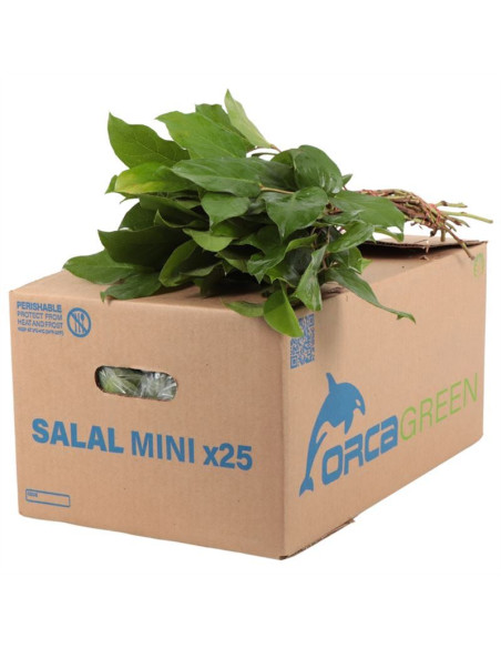 SALAL EXTRA POM 50CM