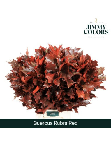 FULLES DE ROURE TENYIDES POMX20 80CM PREU TIJA