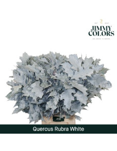 FULLES DE ROURE TENYIDES POMX20 80CM PREU TIJA 2