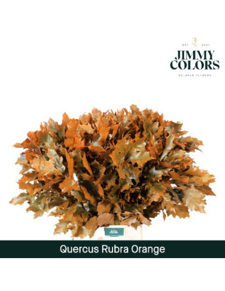 FULLES DE ROURE TENYIDES POMX20 80CM PREU TIJA