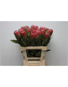 PROTEA 50CM PREU UNITAT