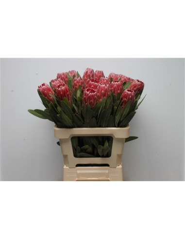 PROTEA 50CM PREU UNITAT