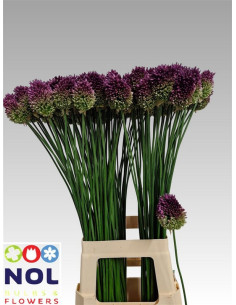 ALLIUM SPHAEROCEPHALON 70CM PREU TIJA POMX10