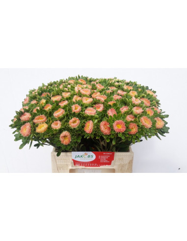 CORONADOS IMP. PREU TIJA POMX10