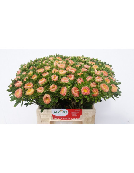 CORONADOS IMP. PREU TIJA POMX10