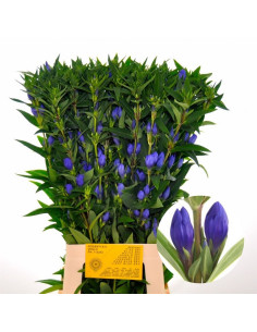 GENTIANA BLAVA PREU TIJA POMX10