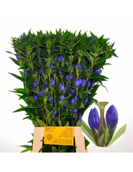 GENTIANA BLAVA PREU TIJA POMX10