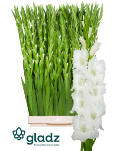 GLADIOL EXTRA PREU TIJA POMX10