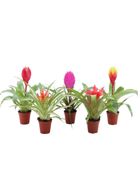 BROMELIA MIX T5,5CM