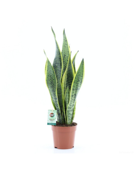 SANSEVIERA MIX T12CM
