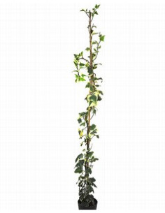 HEDERA GLORIA MARENGO T4LT 150CM BICOLOR FULLA GRAN