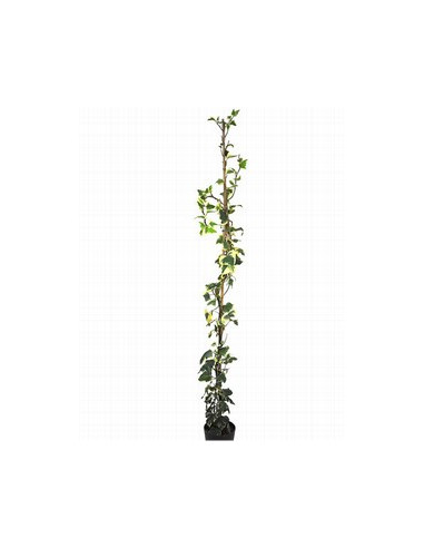 HEDERA GLORIA MARENGO T4LT 150CM BICOLOR FULLA GRAN