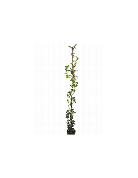 HEDERA GLORIA MARENGO T4LT 150CM BICOLOR FULLA GRAN