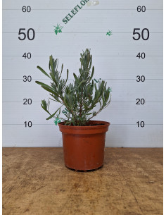 LAVANDA OF.ANGUSTIFOLIA T2LT 2