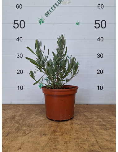 LAVANDA OF.ANGUSTIFOLIA T2LT