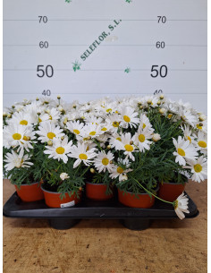 ARGYRANTHEMUM FRUTESCENS T13CM MARGARITA