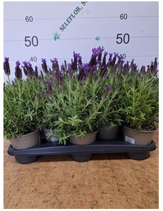 LAVANDA STOECHAS T13CM 2