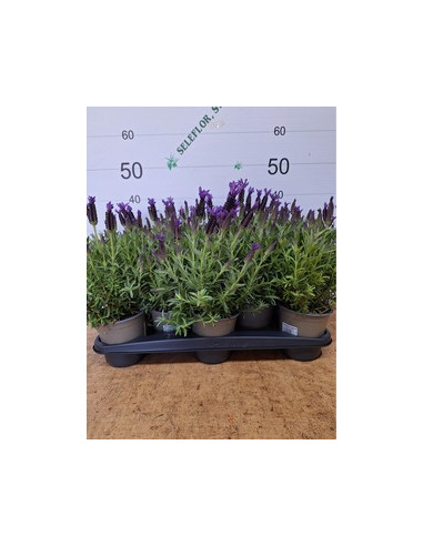 LAVANDA STOECHAS T13CM