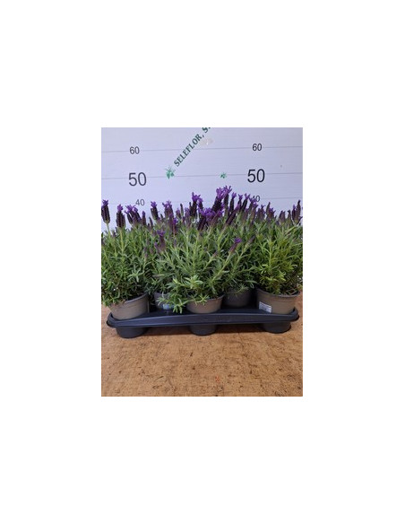 LAVANDA STOECHAS T13CM