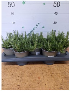 ROSMARINUS POSTRATUS T13CM