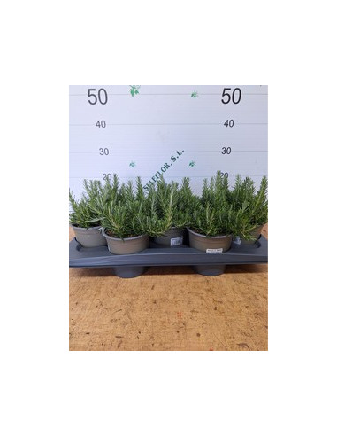 ROSMARINUS POSTRATUS T13CM