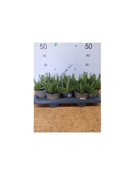 ROSMARINUS POSTRATUS T13CM