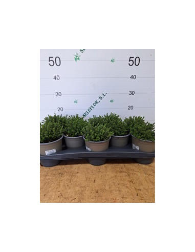 THYMUS VULGARIS T13CM