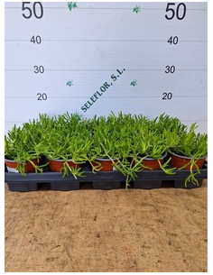 DROSANTHEMUM CANDENS T11CM MESEM PENDULINA 2