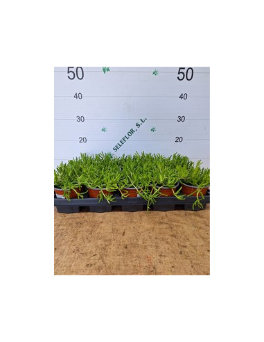 DROSANTHEMUM CANDENS T11CM MESEM PENDULINA