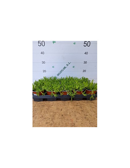 DROSANTHEMUM CANDENS T11CM MESEM PENDULINA