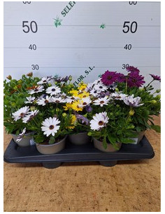 OSTEOSPERMUM ECKLONIS T13CM DIMORPHOTECA