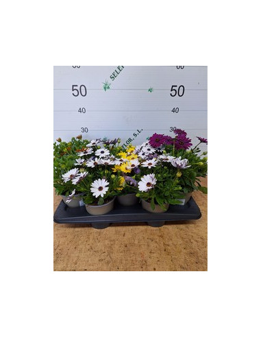 OSTEOSPERMUM ECKLONIS T13CM DIMORPHOTECA