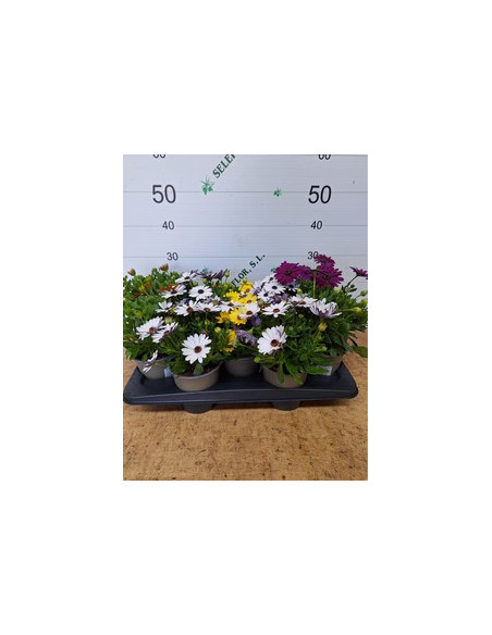 OSTEOSPERMUM ECKLONIS T13CM DIMORPHOTECA
