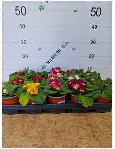 PRIMULA ACAULIS T11CM MATRIMONI 2