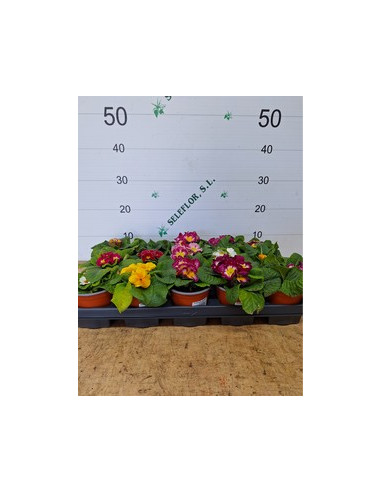 PRIMULA ACAULIS T11CM MATRIMONI