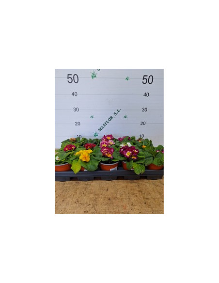PRIMULA ACAULIS T11CM MATRIMONI