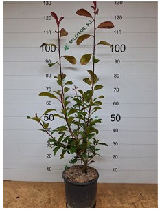 PHOTINIA RED ROBIN T5LT 80/100CM