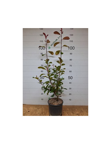 PHOTINIA RED ROBIN T5LT 80/100CM