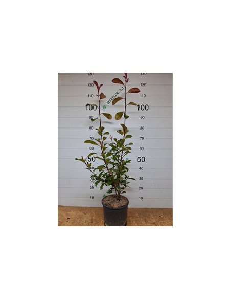 PHOTINIA RED ROBIN T5LT 80/100CM