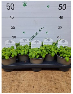OCIMUM BASILICUM PESTO T13CM ALFABREGA PESTO 2