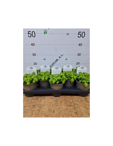 OCIMUM BASILICUM PESTO T13CM ALFABREGA PESTO