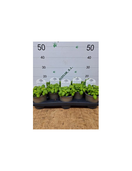 OCIMUM BASILICUM PESTO T13CM ALFABREGA PESTO